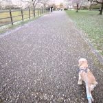 わんこじかん|愛犬と行く駿府城公園｜桜と徳川家康ゆかりの城跡を楽しむ歴史散歩