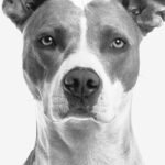 A striking black and white close-up portrait of a male Pit Bull mix dog looking directly into the camera with alert, intelligent eyes, representing the neutering and castration decision guide for male dogs.