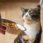 Microplastics Found in More Than 75% of Pet Food Tested, Raising Fresh Questions About Pet Health