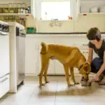 Coconut Oil for Dogs: Miracle Supplement or Overhyped Trend? What Veterinarians Want Pet Owners to Know