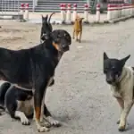 Egypt Bans Killing and Poisoning of Stray Dogs in Landmark National Sterilization Policy