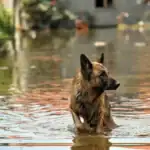 dog_in_water