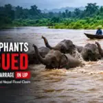Five Elephants Rescued Near Girjapuri Barrage in UP as Officials Debunk Viral Nepal Flood Claim