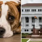 Ghana's Highest Court Asked to Finally Enforce Its Own Ban on Eating Dogs and Cats