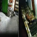 Leopard Climbs to First Floor of Goa Guest House, Attacks Dog in CCTV-Captured Incident