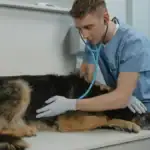 Vet Bills Are Soaring — Here's Why Indian Pet Parents Are Rushing to Insure