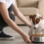 Premium Dog Food Brand Years Recalls All Meals Over Buckwheat-Linked Eye Illness