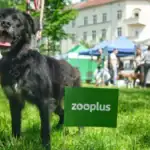 Zooplus Launches Third-Party Marketplace in Germany, Adding 10,000 New Pet Products Overnight