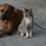 SAVE Vaccinates 50+ Cats and Dogs Free in Jammu, Pushing India Closer to a Rabies-Free Future
