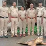Mumbai Police Rescue Rare 100 kg Loggerhead Sea Turtle From the Arabian Sea