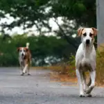 Jaipur Civic Body Tells High Court It Sterilises 800 Stray Dogs a Month