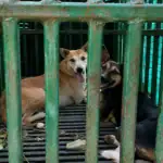Gujarat Forest Team Sets Trap for Leopards, Catches Three Stray Dogs Instead