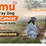 Tumu the Stray Dog Beats Cancer After a 3-Month Battle, and Comes Home to a Hero's Welcome