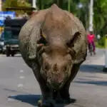 Meet Nepal's "Townie" Rhinos: The Giants Who Wander Sauraha's Streets Like Locals