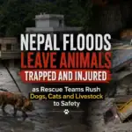 Nepal Floods Leave Animals Trapped and Injured as Rescue Teams Rush Dogs, Cats and Livestock to Safety