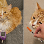 The Diabetic Cat That Isn't Responding to Insulin Might Have a Hidden Tumour