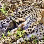 Four Years, Four New Lives: India-Born Cheetah's Cubs Mark a Turning Point for Project Cheetah