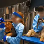 10,000 Dogs, 90 Days of Force-Feeding Pesticides, and a Study That Says Most of It Was Pointless