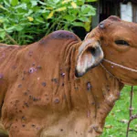 Lumpy Skin Disease Resurgence 2026: What Farmers and Cattle Owners Need to Know