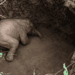 Injured Elephant Calf Rescued From Abandoned Well in Odisha After Villagers Raise Alarm
