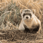 From 18 Survivors to Cloned Comebacks: Inside the Black-Footed Ferret's Remarkable Recovery