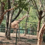 Nandankanan Zoo Welcomes 58 Exotic Animals in Major Boost From Vantara-Linked Gujarat Trust