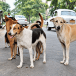 Ranchi Floats ₹2.05 Crore Tender for New 50-Kennel Dog Shelter, But Will It Be Enough for 34,000 Strays?