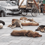 ₹1.48 Crore, 7 Years, and a Bite-Case Surge: What's Really Going Wrong With Srinagar's Dog Sterilisation Programme?