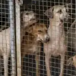 Ernakulam Orders Stray Dog Census as District Plans Stronger ABC, Microchipping and Pet-Shop Enforcement