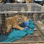 Swept Away and Found in a Fishing Net: How a 3-Month-Old Tiger Cub Made It Back to the Wild