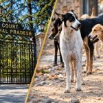 Himachal Vaccinated 26,564 Stray Dogs and Sterilised 3,709. The High Court Explained Why That Is Backwards.