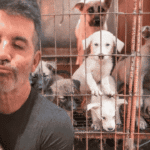Simon Cowell Paid to Close One Dog Meat Farm. In 2027, a Law Will Close Them All.
