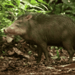 Costa Rica Asked 335 Villagers If an Animal Was Gone. Their Answer Started a Rewilding Project.