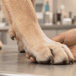 The Dewclaw Is Not a Leftover. But the Case for Keeping It Is Thinner Than You've Been Told.