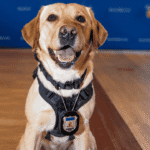 A Charity Paid $25,000 for This Police Dog. In Eight Months She Has Found Two Missing People. A Charity Paid $25,000 for This Police Dog. In Eight Months She Has Found Two Missing People.