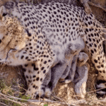 India Has 59 Cheetahs, 40 of Them Born Here. Only 15 of Kuno's 53 Are Free-Ranging.