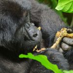 Last Minute Gorilla Permits