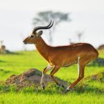 All safari animals