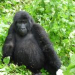 How to Book a Gorilla Permit Online
