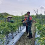 Babinsa Bantu Petani Labuan Amas Utara Raih Hasil Optimal