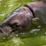 hippo