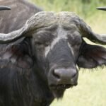 Is Uganda Safe for Tourists in 2026?