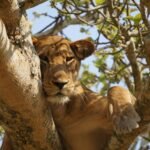 Queen Elizabeth National Park