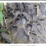 Patroli Resort Sembulungan