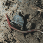 Ular Kawat Biasa, Si Mungil Penjaga Ekosistem!