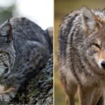 do coyotes eat bobcats