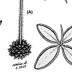 Todo sobre la nueva especie de planta carnívora en Hidalgo.