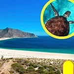 vida marina en Baja California