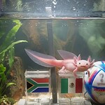 Paco ajolote resultados del Mundial