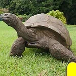 Jonathan tortuga